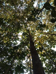 tablas de teca artesanales